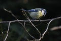 Unnamed birds standing for its food