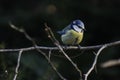 Unnamed birds standing for its food