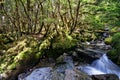 Unnamed creek in Kahurangi National Park, New Zealand