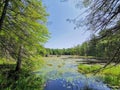 Unnamed lake in the forest