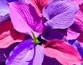 Unnatural flower in pink and purple, background, pattern Royalty Free Stock Photo