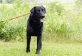 Black Labrador Retriever dog outside on red leash