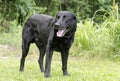 Black Lab dog, pet rescue photography