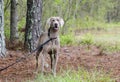 Weimaraner gun dog, pet adoption photo, Monroe Georgia USA