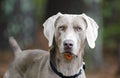 Weimaraner gun dog, pet adoption photo, Monroe Georgia USA