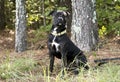 Brindle Pitbull Terrier mixed breed dog adoption photo Royalty Free Stock Photo