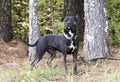 Brindle Pitbull Terrier mixed breed dog adoption photo Royalty Free Stock Photo