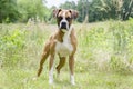 Boxer Dog, pet adoption photography