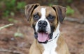 Boxer Dog tongue panting, pet adoption photography