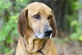 Redbone Coonhound hunting dog, animal shelter pet adoption photo Royalty Free Stock Photo