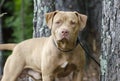 Male American Pitbull Terrier dog, pet adoption photography