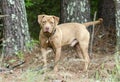 Male American Pitbull Terrier dog, pet adoption photography