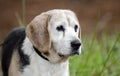 Senior Beagle Dog pet adoption photograph