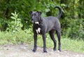 Boxer Pitbull mixed breed dog with underbite Royalty Free Stock Photo