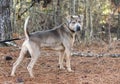 Unneutred male Pit Bull Terrier dog outside on leash