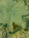 Unobtrusive flattened sea fish Solea Solea with perfect mimicry giving it the possibility of perfect camouflage on sandy bottom.