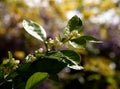 Unopened blossoms an branch of orange tree Royalty Free Stock Photo