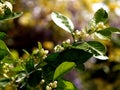 Unopened blossoms an branch of orange tree Royalty Free Stock Photo