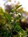 Unopened blossoms an branch of orange tree Royalty Free Stock Photo