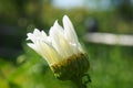 Unopened bud camomile