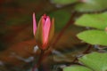 Bud of a pink water lily flower in a pond Royalty Free Stock Photo