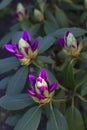 Unopened Bud purple flower Royalty Free Stock Photo