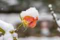 An unopened bud of a red rose is covered with the first snow on a blurred neutral background of nature. Snowfall and high precipit