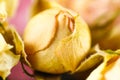 The unopened Bud of the rose. Macro. Closeup Royalty Free Stock Photo