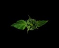 Unopened bud of sunflower on dark background view from above Royalty Free Stock Photo