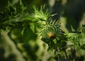 Unopened bud thistle close up Royalty Free Stock Photo