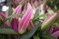 Unopened buds of red lily in large white boxes are laid out with paper for sale on market Royalty Free Stock Photo