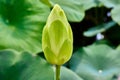 Unopened bulb of Nelumbo lutea, American Lotus flower in a sea of lilypads Royalty Free Stock Photo