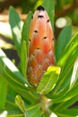 Unopened flower head of Protea Sugarbush Featherbu Royalty Free Stock Photo