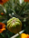 Unopened flower bud of tagetes marigold very large in detail on a blurred background