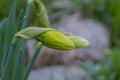 Unopened flower button of wild daffodil