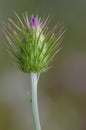 Unopened flower of a purple milk thistle Royalty Free Stock Photo