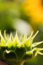 Unopened green sunflower bud. field of sunflowers Royalty Free Stock Photo