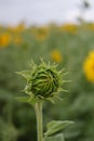 Unopened green sunflower bud. field of sunflowers Royalty Free Stock Photo