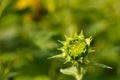 Unopened green sunflower bud. field of sunflowers Royalty Free Stock Photo