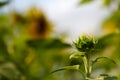 Unopened green sunflower bud. field of sunflowers Royalty Free Stock Photo