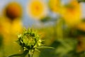 Unopened green sunflower bud. field of sunflowers Royalty Free Stock Photo