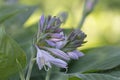 Unopened hosta flower bud close-up on foliage background Royalty Free Stock Photo