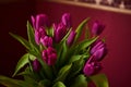 Unopened lilac tulip bud close-up. Russia, Moscow, holiday, gift, mood, nature, flower, plant, bouquet, macro