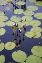 Unopened Lotus Flowers Growing in the Middle of a Pond in the Garden Surrounded by Lily Pads Royalty Free Stock Photo