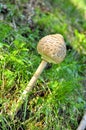 Unopened parasol mushroom macrolepiota procera Royalty Free Stock Photo