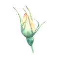 An unopened peach-colored rose Bud on a white background. Watercolor illustration