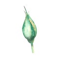 An unopened peach-colored rose Bud on a white background. Watercolor illustration