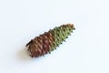Unopened pine cone with slight tip damage from squirrels Royalty Free Stock Photo