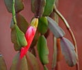 UNOPENED PINK CRAB CLAW FLOWER ON A  CACTUS Royalty Free Stock Photo