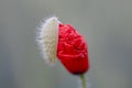 Unopened red poppy flower in a field Royalty Free Stock Photo